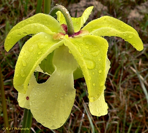 {Sarracenia alata}
